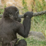 Gorilla Nachwuchs Santu