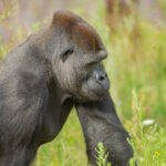 Gorilla Krefelder Zoo