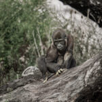 Gorilla Nachwuchs Santu