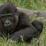 Gorilla Nachwuchs Santu