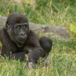 Gorilla Nachwuchs Santu