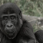 Gorilla Nachwuchs Santu