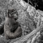 Gorilla Nachwuchs Santu