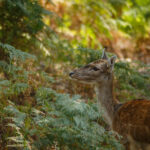 Rehe am Hülser Berg