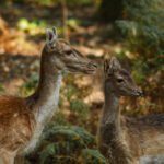 Rehe am Hülser Berg