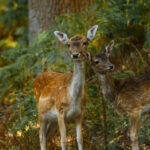 Rehe am Hülser Berg