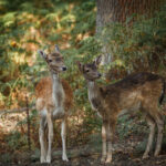 Rehe am Hülser Berg